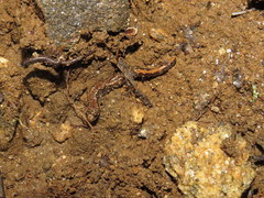 Desmognathus perlapsus