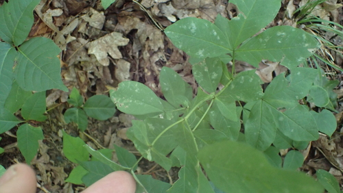 Image of Thermopsis villosa by (c) John Abrams, some rights reserved (CC BY)