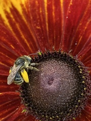Melissodes illatus