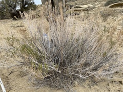 Chrysothamnus greenei