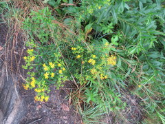 Hypericum densiflorum