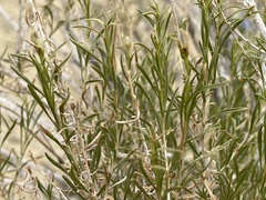 Chrysothamnus greenei