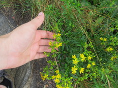 Hypericum densiflorum
