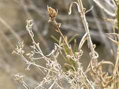 Chrysothamnus greenei