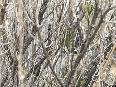 Chrysothamnus greenei