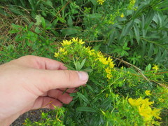 Hypericum densiflorum