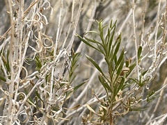 Chrysothamnus greenei