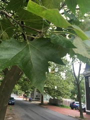 Magnoliopsida