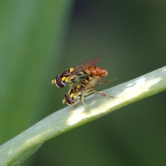 Sphaerophoria rueppellii