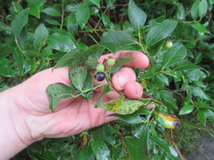 Vaccinium simulatum
