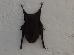 Balantiopteryx plicata