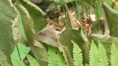 Zanclognatha laevigata