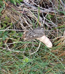 Pharmacis cantabricus