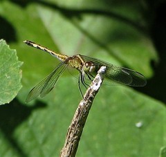 Erythrodiplax nigricans