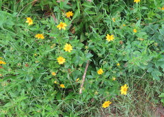 Coreopsis pubescens