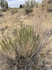 Chrysothamnus greenei