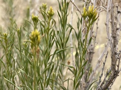 Chrysothamnus greenei