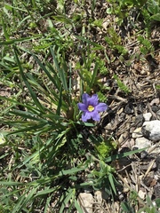 Sisyrinchium pruinosum