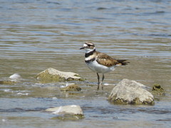 Charadrius vociferus