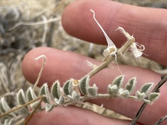 Astragalus mollissimus