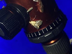 Cacozelia basiochrealis