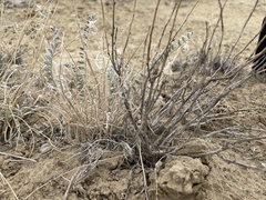 Astragalus mollissimus