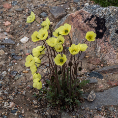 Papaver radicatum