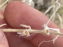 Astragalus mollissimus