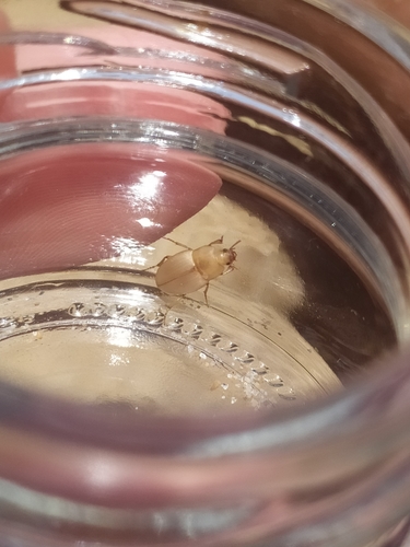 Phaleria acuminata observed 2021-07-25