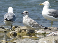 Larus delawarensis