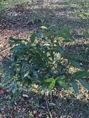 Pittosporum undulatum