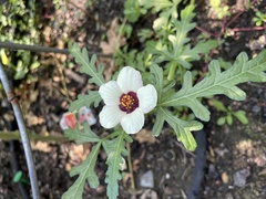 Hibiscus trionum