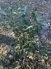 Pittosporum undulatum