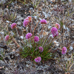 Armeria maritima sibirica