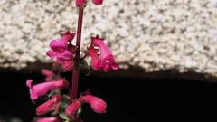 Penstemon clevelandii clevelandii