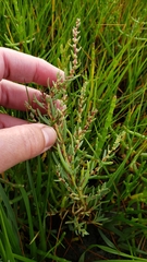 Suaeda linearis