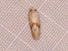 Cochylis caulocatax