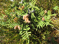 Gleichenia alpina