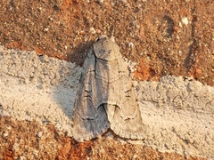 Acronicta radcliffei