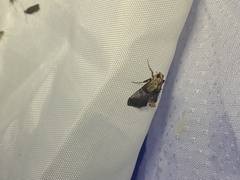 Cacozelia basiochrealis