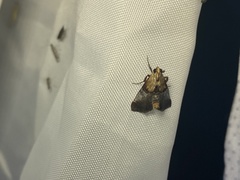 Cacozelia basiochrealis