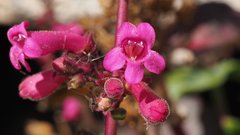 Penstemon clevelandii clevelandii
