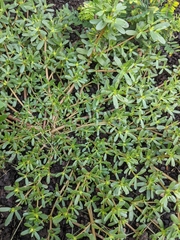 Portulaca oleracea