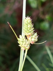 Carex complanata