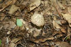 Boletellus chrysenteroides