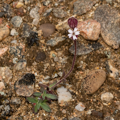 Silene involucrata