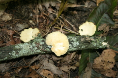 Neofavolus americanus