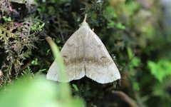 Phalaenostola eumelusalis