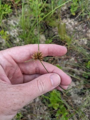 Cyperus filiculmis