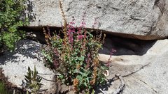 Penstemon clevelandii clevelandii